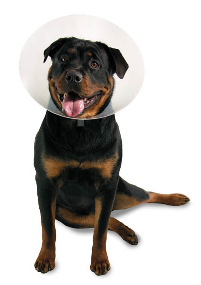 EickColl halskraver til hunde og katte str. 1